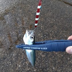 やっぱりサバのみ