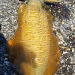 初場所で爆釣だったよ~ エギング