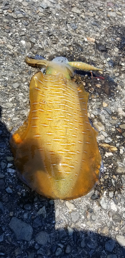 初場所で爆釣だったよ～　エギング