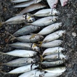 真夏のアジ、キス、タイ