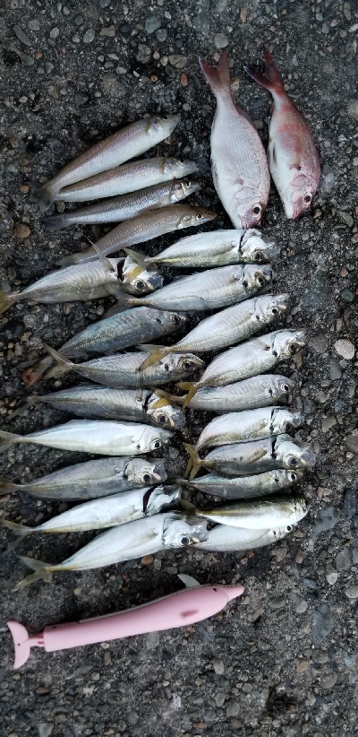 真夏のアジ、キス、タイ