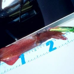 初ｶﾔｯｸﾌｨｯｼﾝｸﾞ