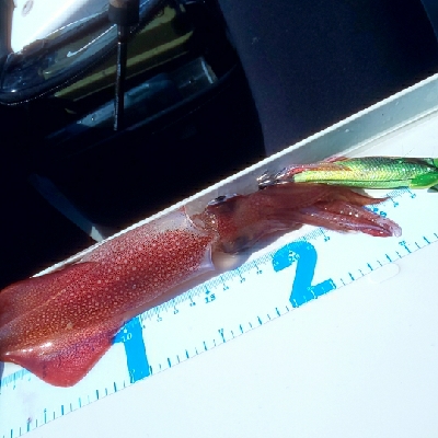 初ｶﾔｯｸﾌｨｯｼﾝｸﾞ