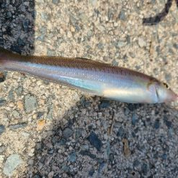 久しぶりのショアジギングの釣果!