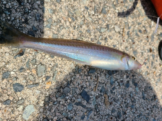 久しぶりのショアジギングの釣果!
