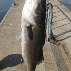 タックルの試投のついでに