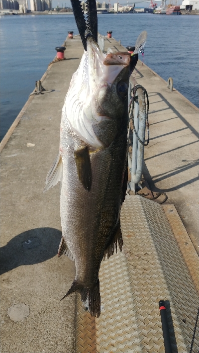タックルの試投のついでに