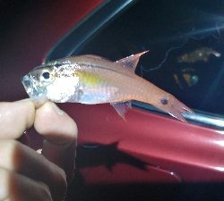 ライトソルト 五目達成！