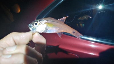 ライトソルト 五目達成！