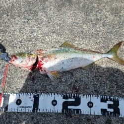 色々釣れました