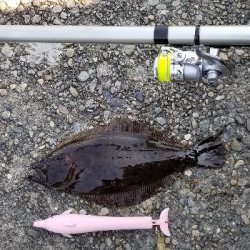 ヒラメ　アジ　アナゴ？