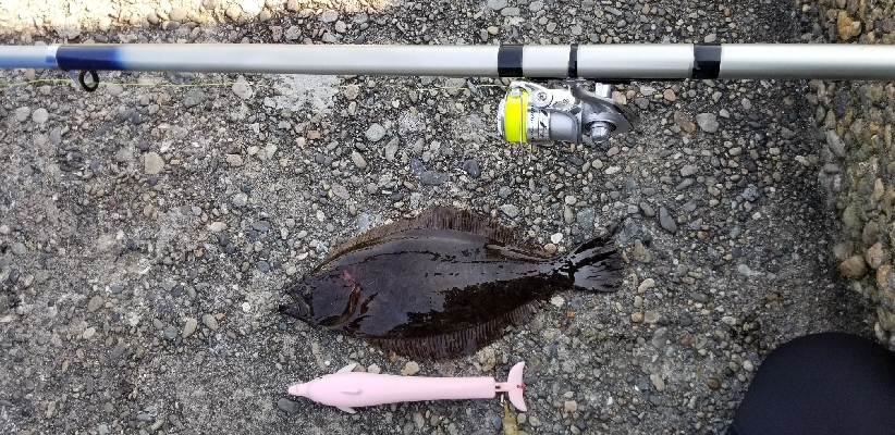 ヒラメ　アジ　アナゴ？