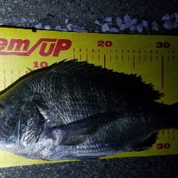 シーバスじゃなくて………チヌ笑