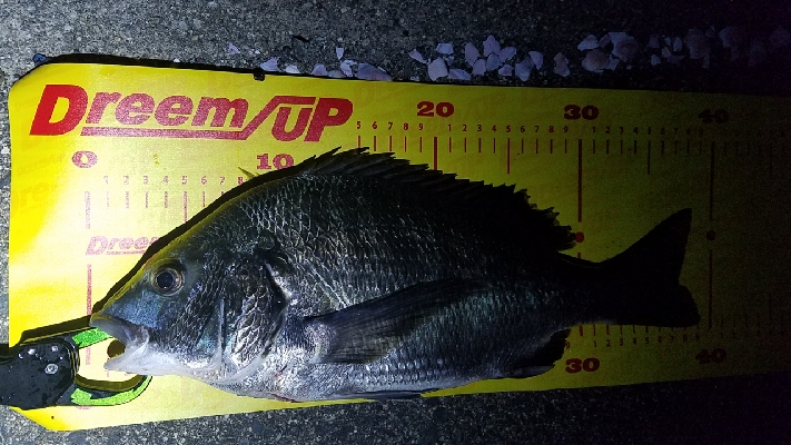 シーバスじゃなくて………チヌ笑