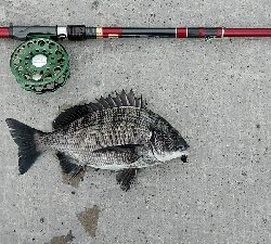 タモを忘れた時に限って