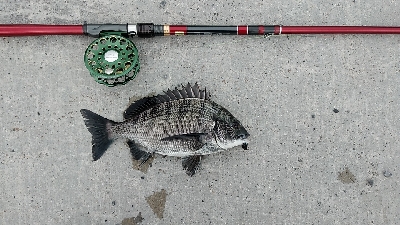 タモを忘れた時に限って