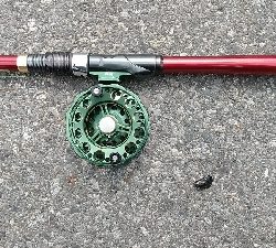 連日釣れました