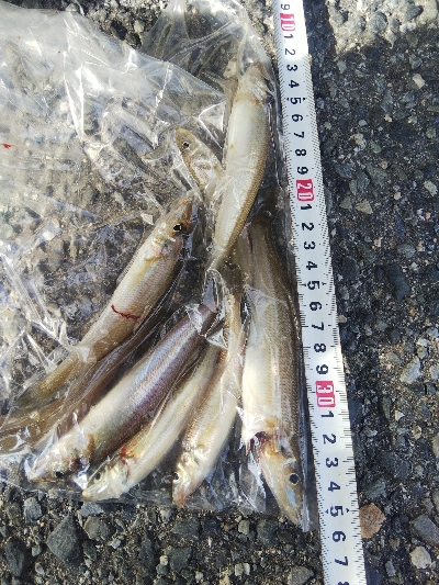 大塩海岸のキス釣り