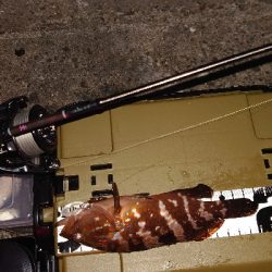 やっとの思いで、釣る事が出来ました。