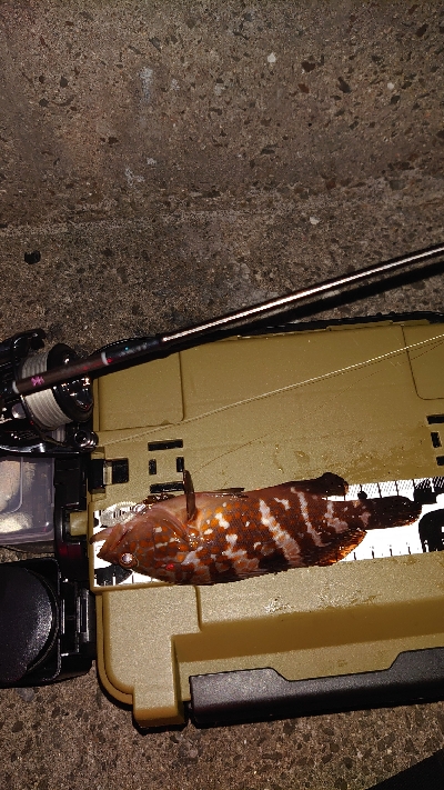 やっとの思いで、釣る事が出来ました。