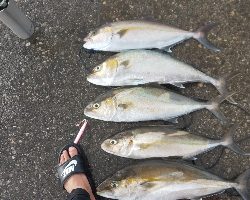 久しぶりに爆釣(^-^)v