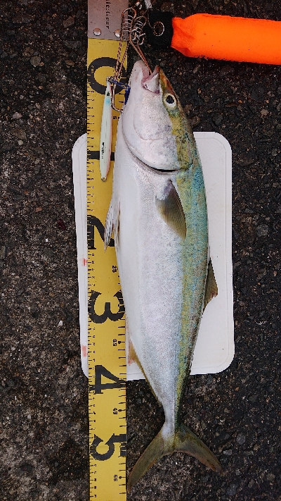 久しぶりの釣果