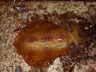 仕事前の20分でまさかのサイズȃ…