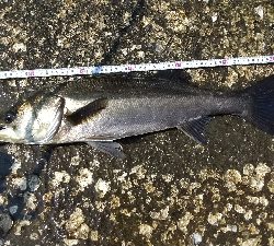 デイシーバス！