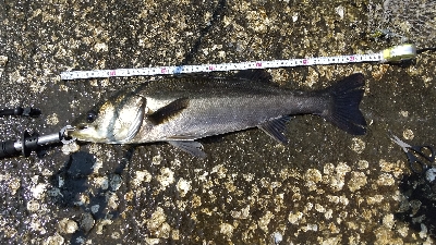 デイシーバス！