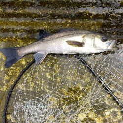 シーバスとタコ