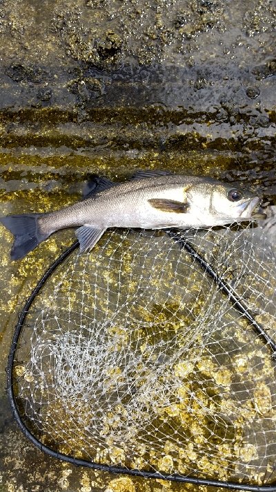 シーバスとタコ