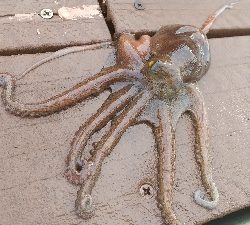 とりあえず暑さ対策を！！