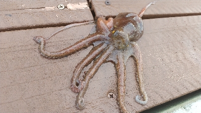 とりあえず暑さ対策を！！