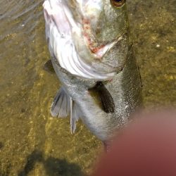 夏シーバス デイゲーム