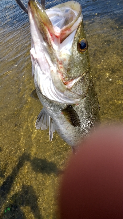 夏シーバス デイゲーム