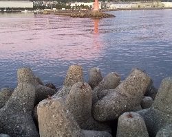 ショアジギ開始までのエギングてアオリイカ！