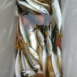 ファミリーサビキ