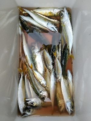 ファミリーサビキ