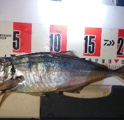 久々にいいサイズ