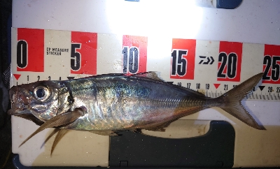 久々にいいサイズ