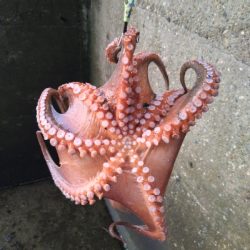 600グラムオーバー