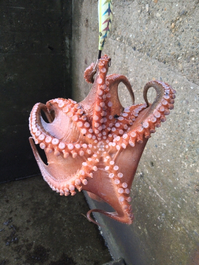 600グラムオーバー