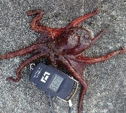 仕事終わりのタコ