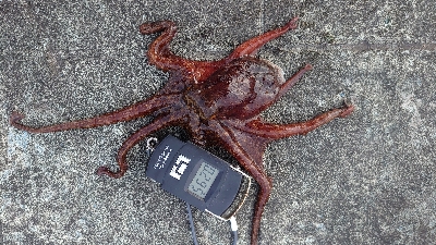 仕事終わりのタコ