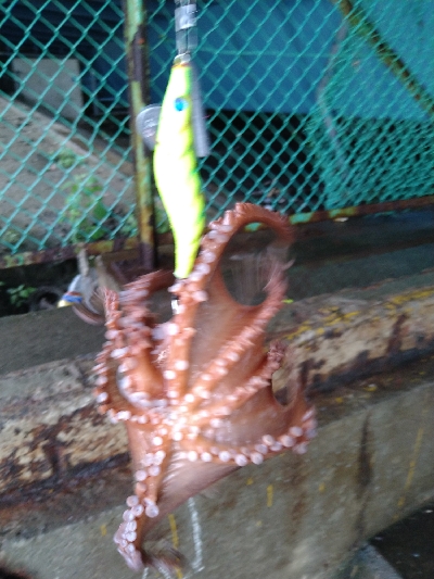 雨の日はあたりが小さい?