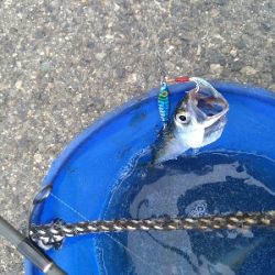 ライトタックルでサバ祭