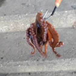 底取りづらい中、なんとか１杯