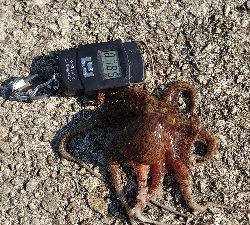 今日もタコ釣り