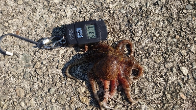 今日もタコ釣り