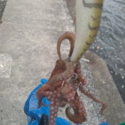 舞洲で初タコ